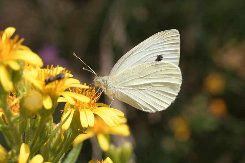 Pieris mannii